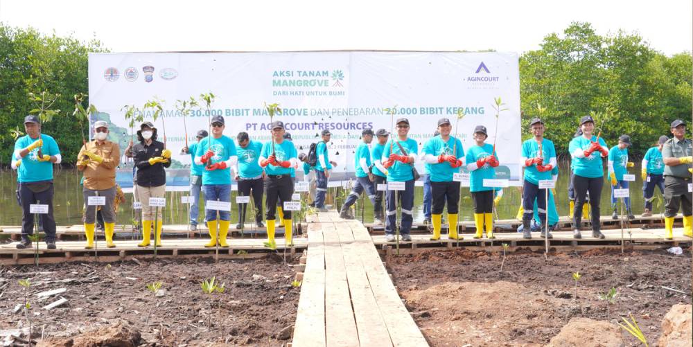 Lestarikan Wilayah Pesisir Tapanuli Tengah  Agincourt Resources Tanam 30.000 Bibit Mangrove