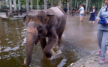 Another Story Behind Bali Green Run