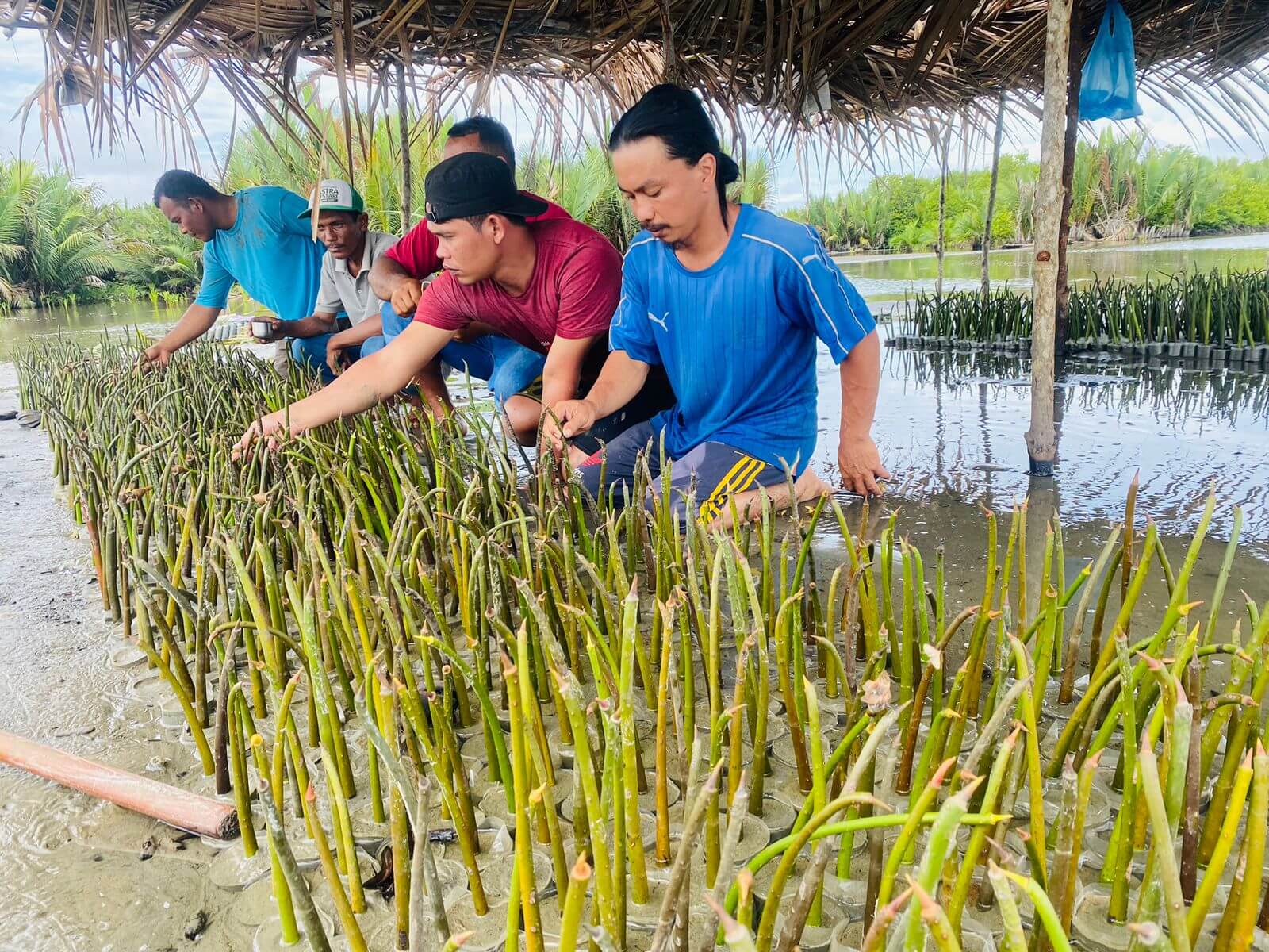 PT Perkebunan Lembah Bhakti Lakukan Rehabilitasi Mangrove