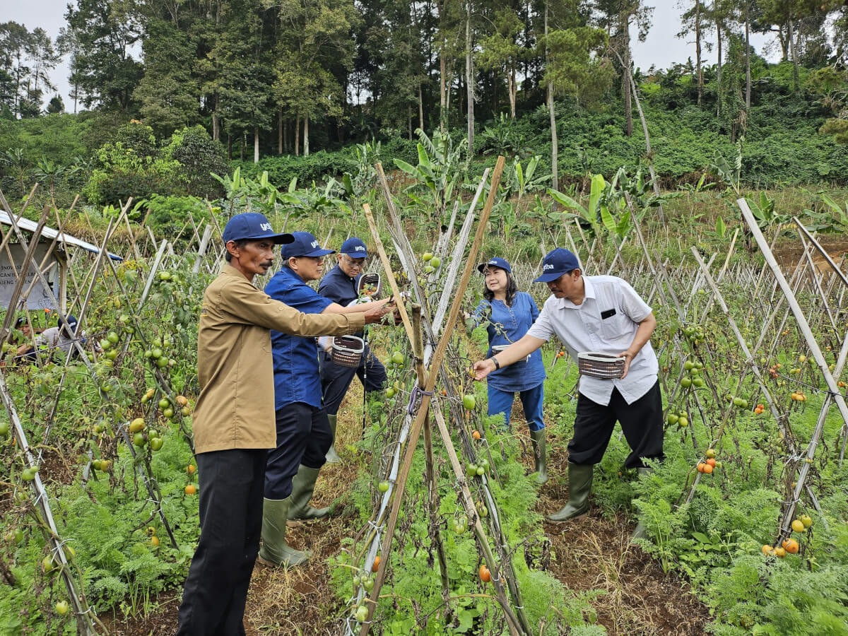 YDBA dan PIP Terus Perkuat Pertanian di Puncak Dua